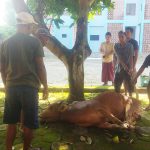 Idul Adha 1446 H, STKIP PGRI Bangkalan Laksanakan Penyembelihan Hewan Kurban